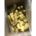Chinese Shandong Fresh Ginger 2017 the Newest Crop